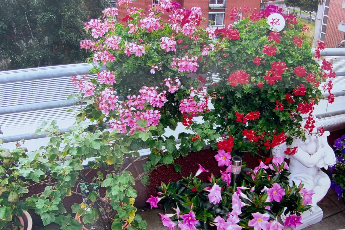 Terrasse mit Blumen